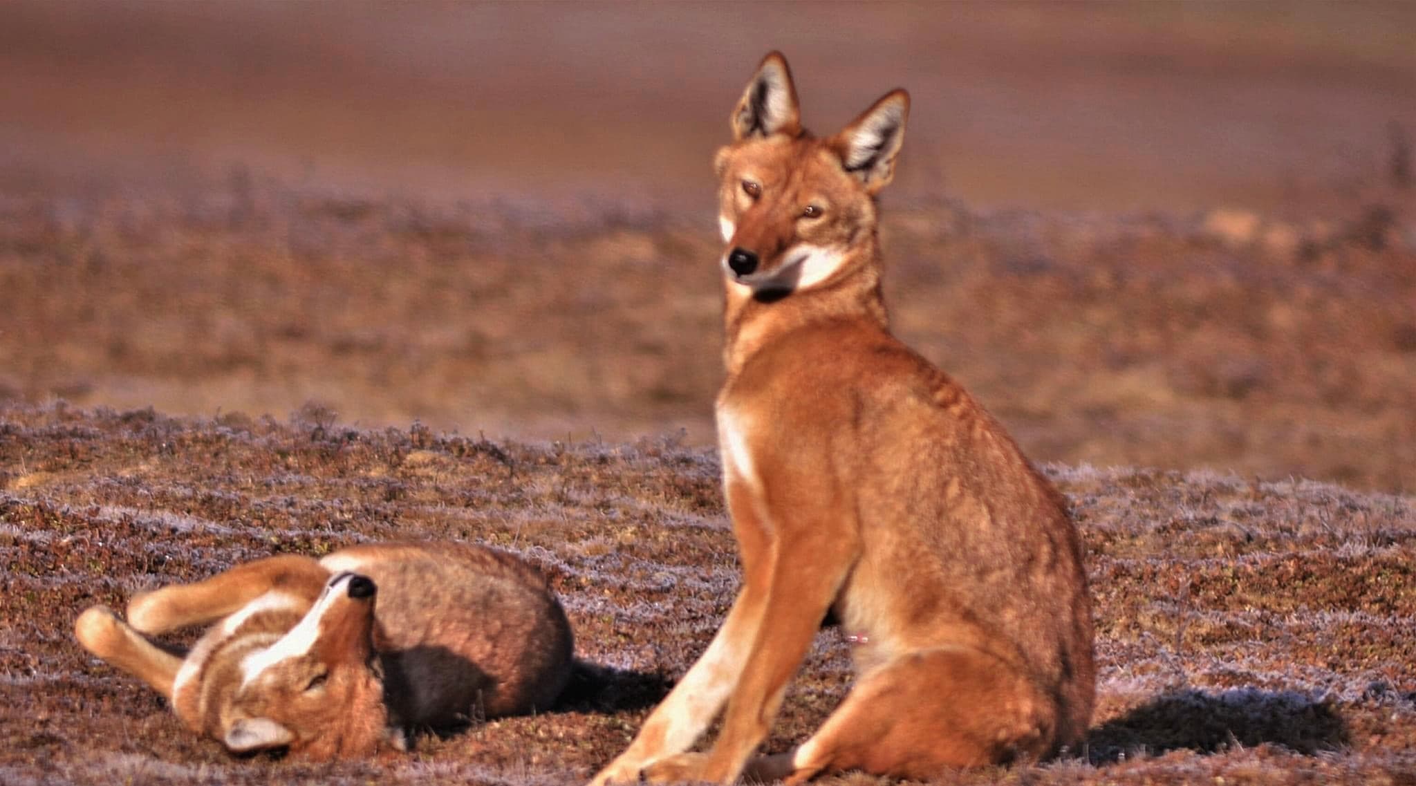 Bale Mountains National Park highland landscape on an Ethiopia bird watching tour