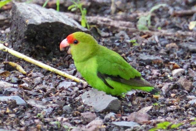 Black-winged lovebird, an Ethiopian highland endemic, on a bird watching tour