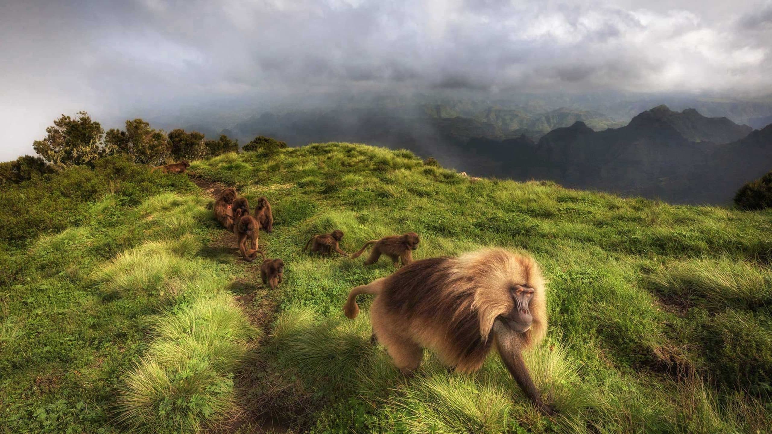 Simien Mountains ridge landscape on a northern Ethiopia bird watching tour