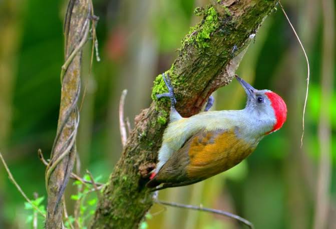 Woodpecker on a mossy branch during an Ethiopia bird watching tour