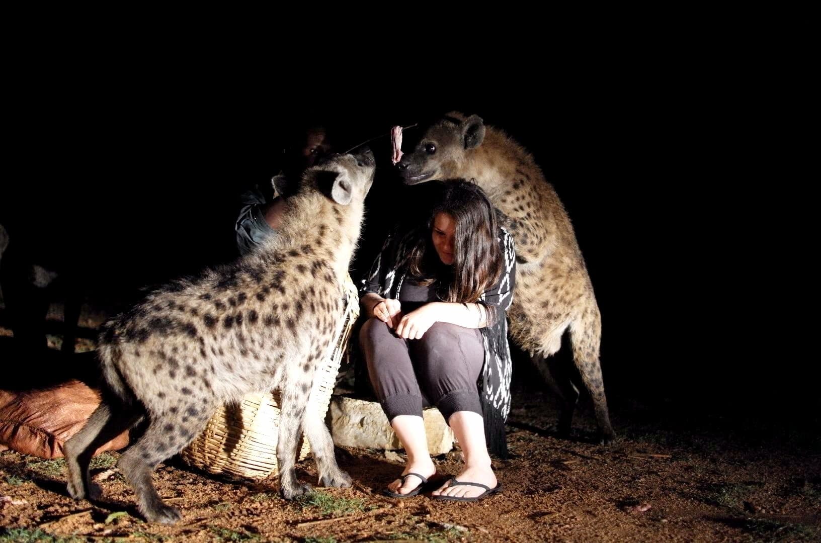 Nightly hyena feeding ritual with spotted hyenas in Harar, Ethiopia