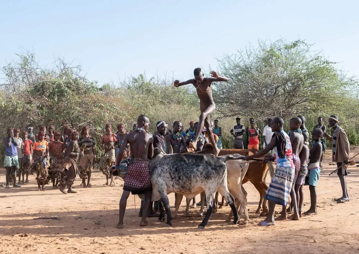 Hamar bull-jumping ceremony with cattle and community in the Lower Omo Valley, Ethiopia