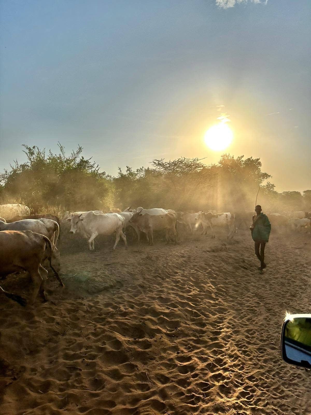 Cattle at Sunset — Rural Ethiopia