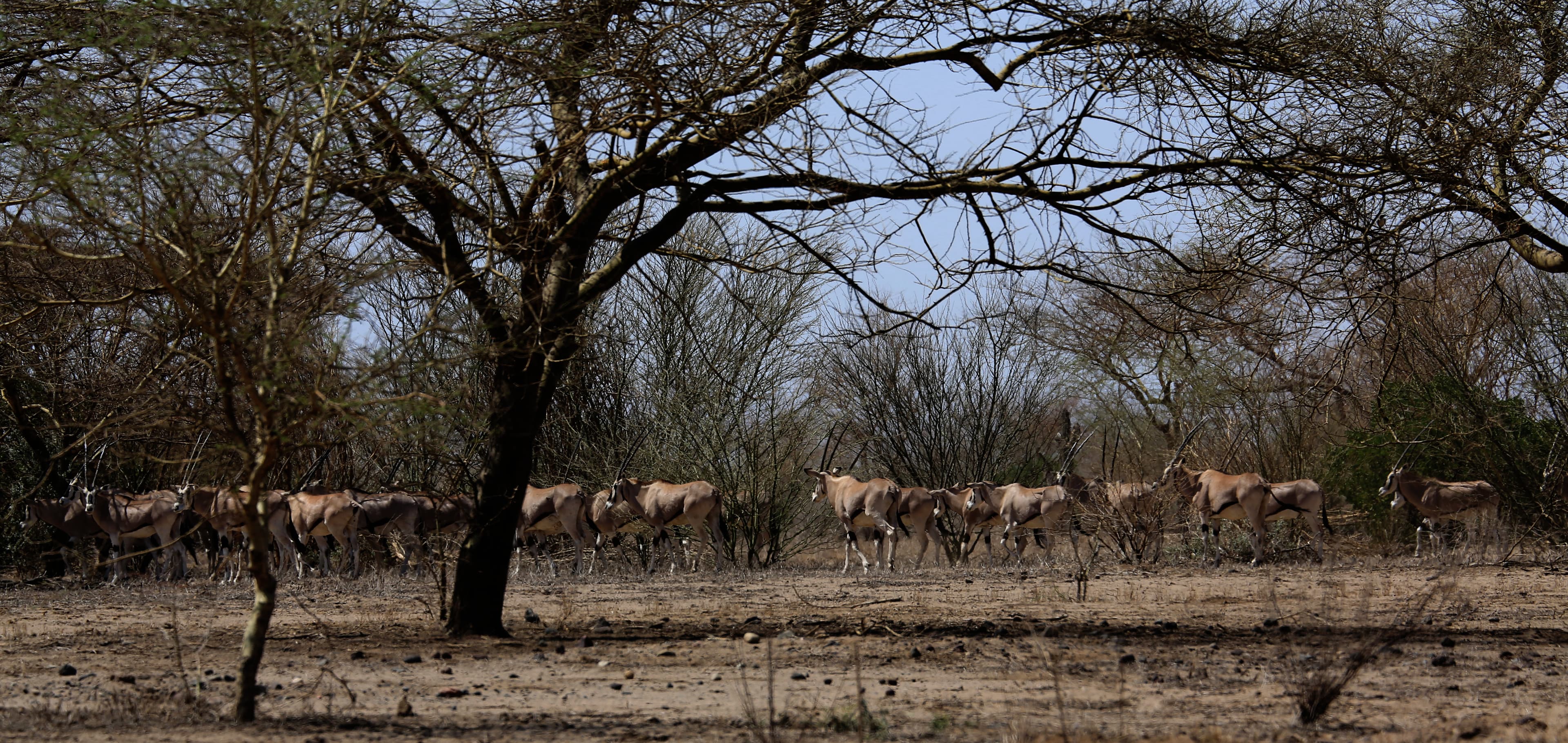Oryx Herd — Ethiopian Savannah