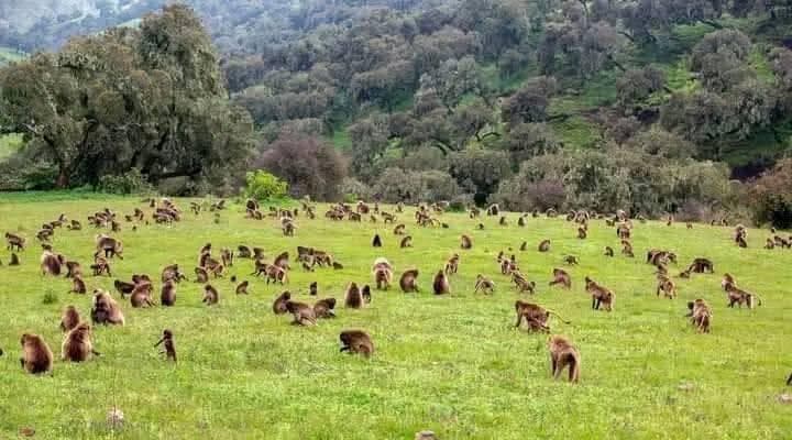 Gelada Troop — Simien Mountains