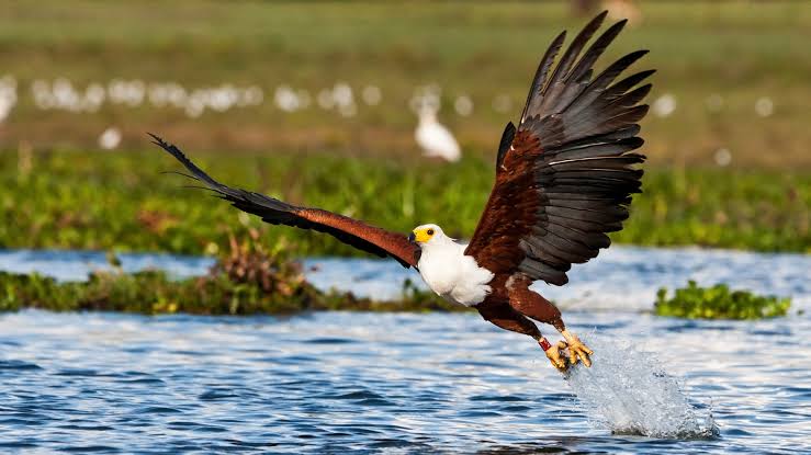 10 Days — Ethiopia Bird Watching
