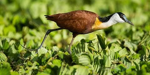 10 Days — Ethiopia Bird Watching — photo 1