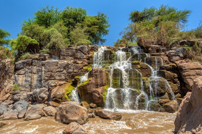 10 Days — Ethiopia Bird Watching — photo 2