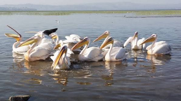 10 Days — Ethiopia Bird Watching — photo 3