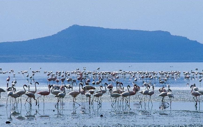 10 Days — Ethiopia Bird Watching — photo 4