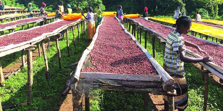 Origin Journey — Coffee Country