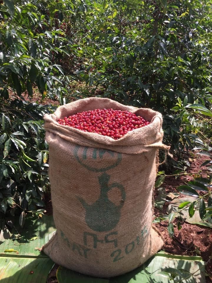4 Days — Ethiopian Coffee — photo 2