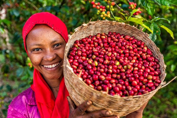4 Days — Ethiopian Coffee — photo 3