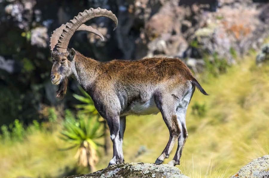 Walia Ibex — Simien Mountains