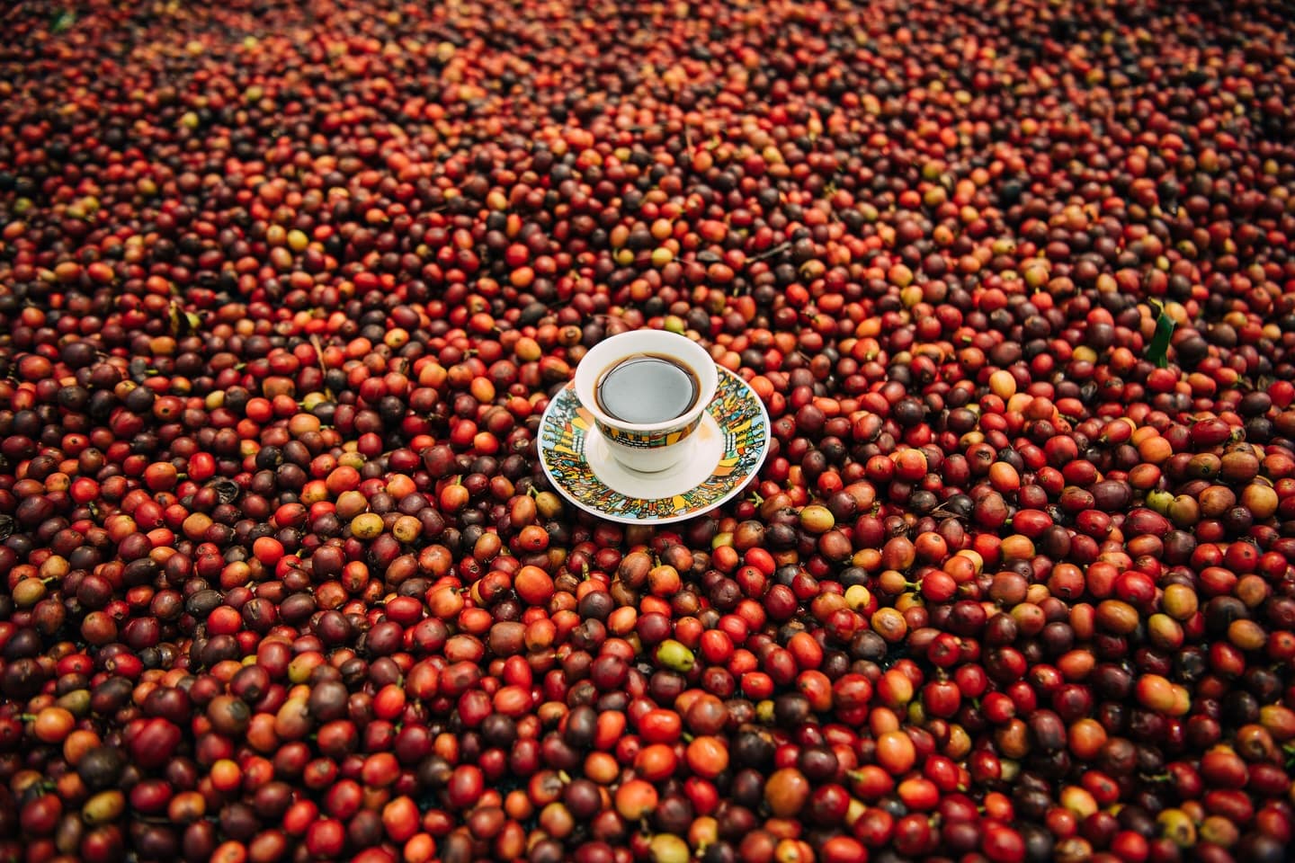 Traditional Ethiopian coffee cup served on a bed of harvested coffee cherries
