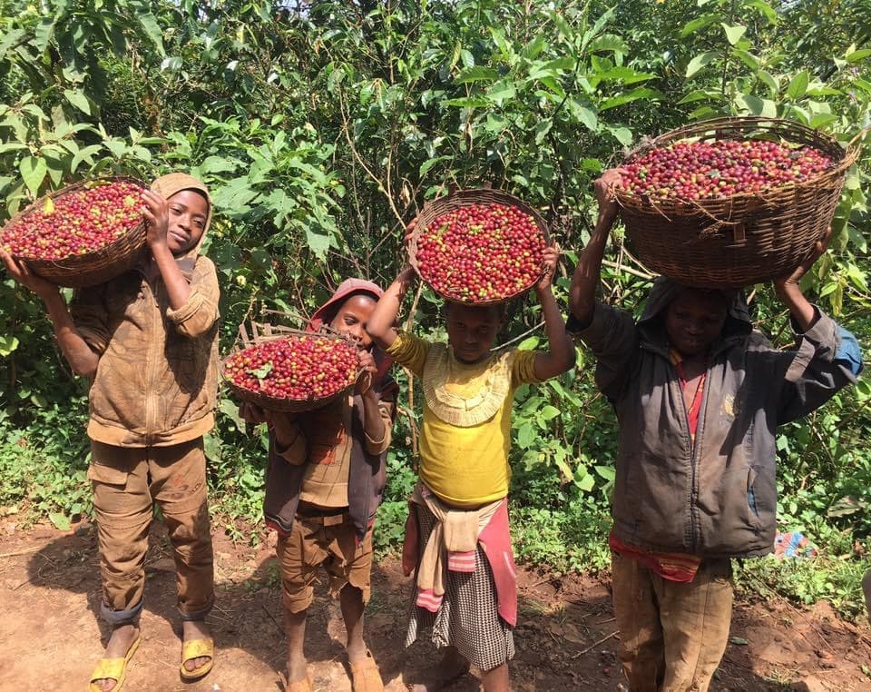 Coffee harvest baskets on an Ethiopian coffee tasting tour