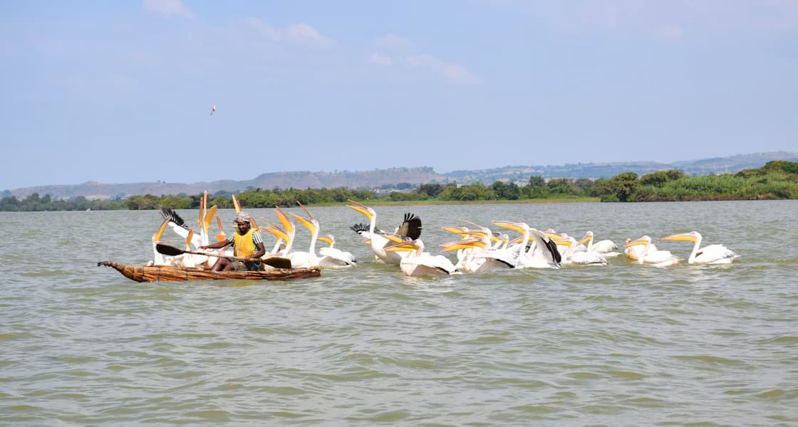 Pelicans on Lake Tana near Bahir Dar, Ethiopia