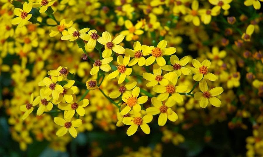 Ethiopian New Year Enkutatash celebration with Meskel daisies