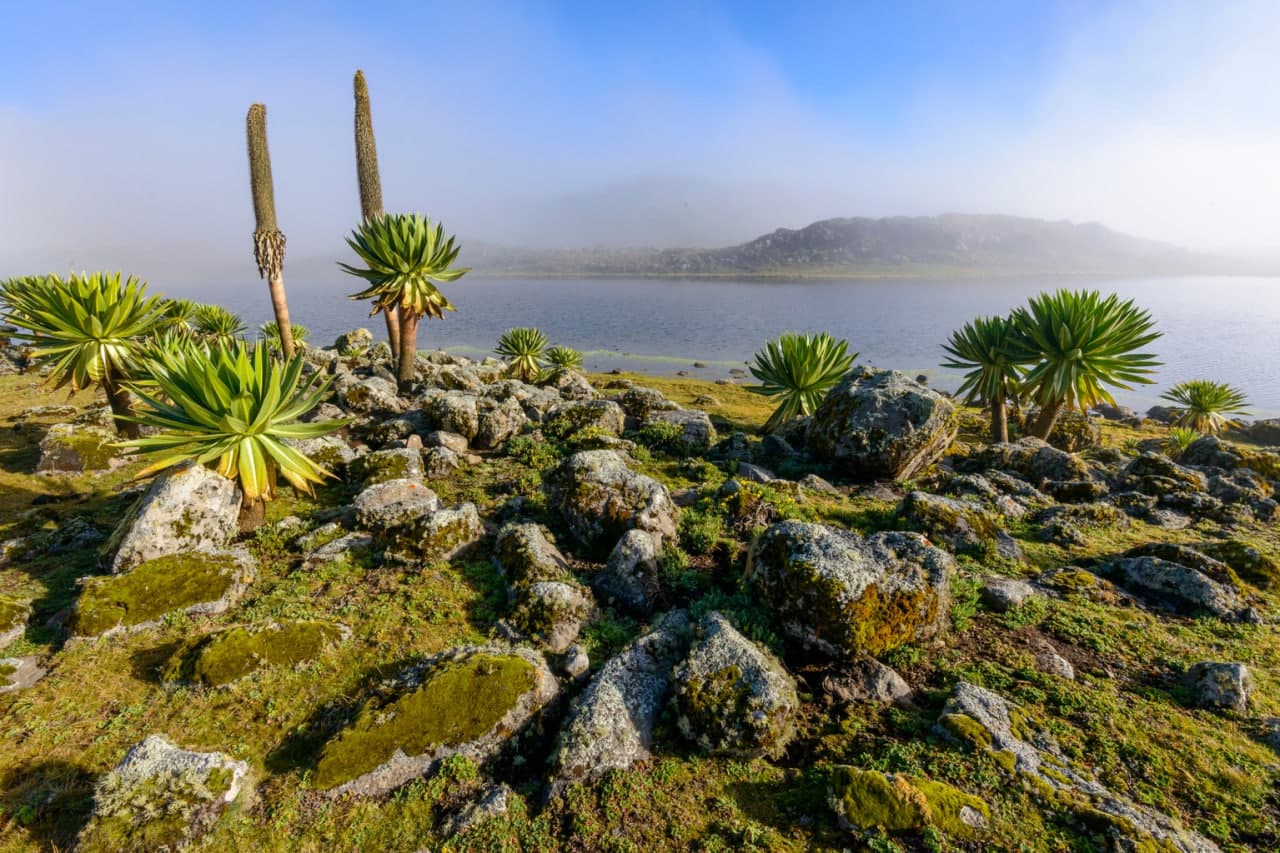 Giant lobelia and highland lake in Bale Mountains