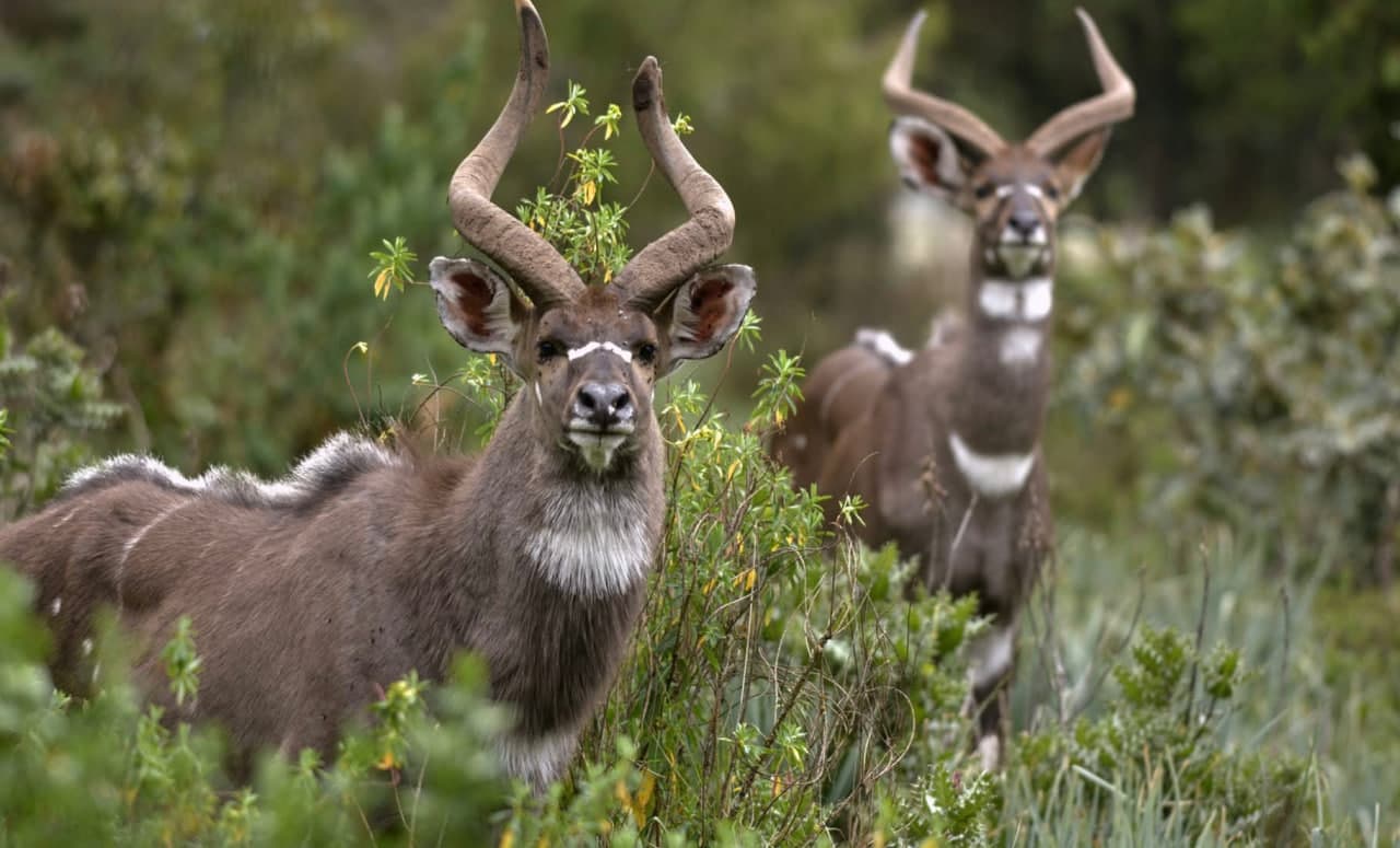 Mountain nyala in Bale Mountains National Park, Ethiopia