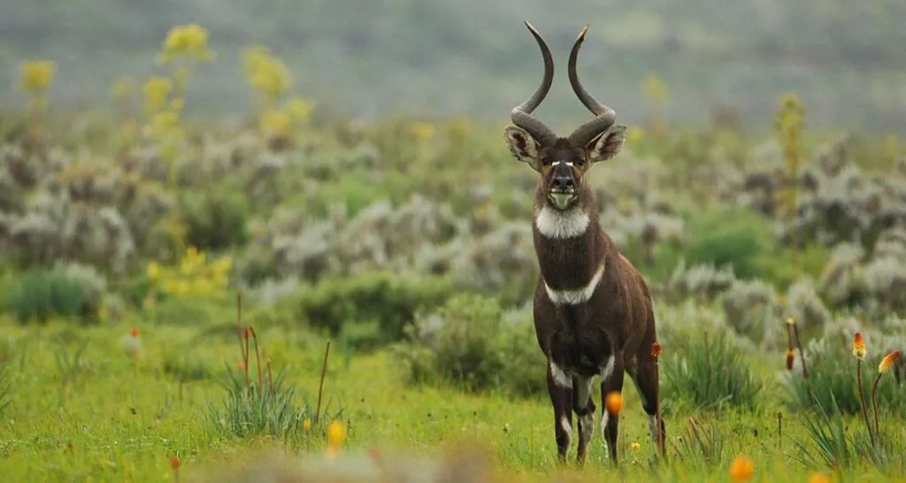 Male mountain nyala in misty moorland of Bale Mountains National Park