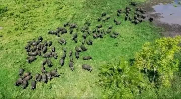 Aerial view of a buffalo herd in Chebera Churchura National Park