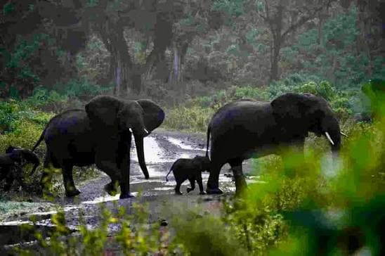 African elephants crossing a misty forest track in Chebera Churchura National Park, Ethiopia