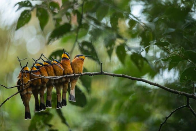 Cinnamon-chested bee-eaters perched in the Kafa Biosphere Reserve
