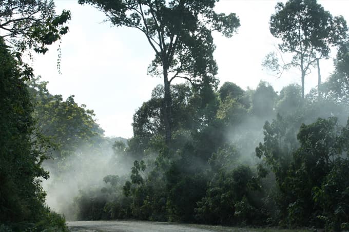 Misty forest road through the Kafa Biosphere Reserve, southern Ethiopia