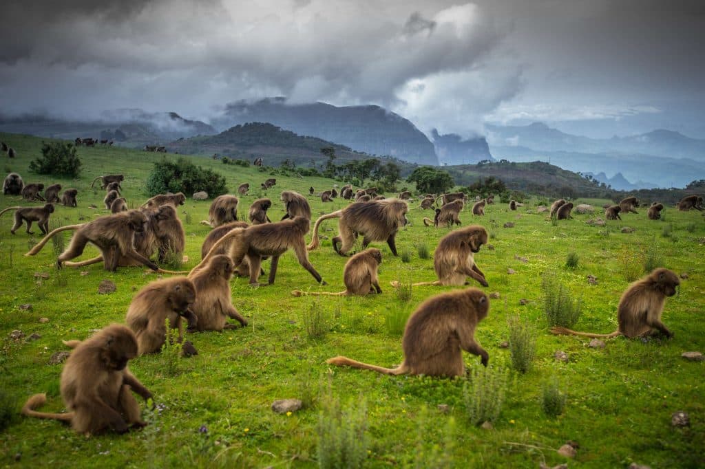 Simien Mountains, Bale Mountains, Nechisar, Mago, Omo, Kafa Biosphere Reserve, and Chebera Churchura — Ethiopia’s national parks and wilderness reserves.