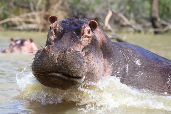 Hippopotamus in Lake Chamo near Nechisar National Park, Ethiopia