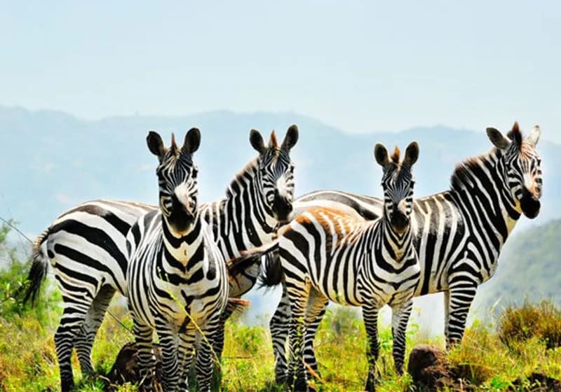 Zebras in the grasslands of Nechisar National Park, southern Ethiopia