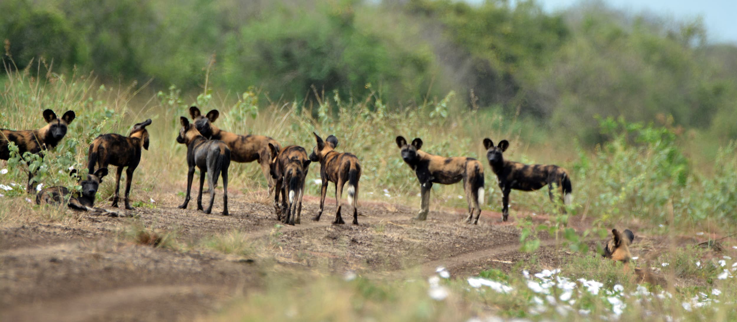 African wild dog pack on a track in Omo National Park, Ethiopia
