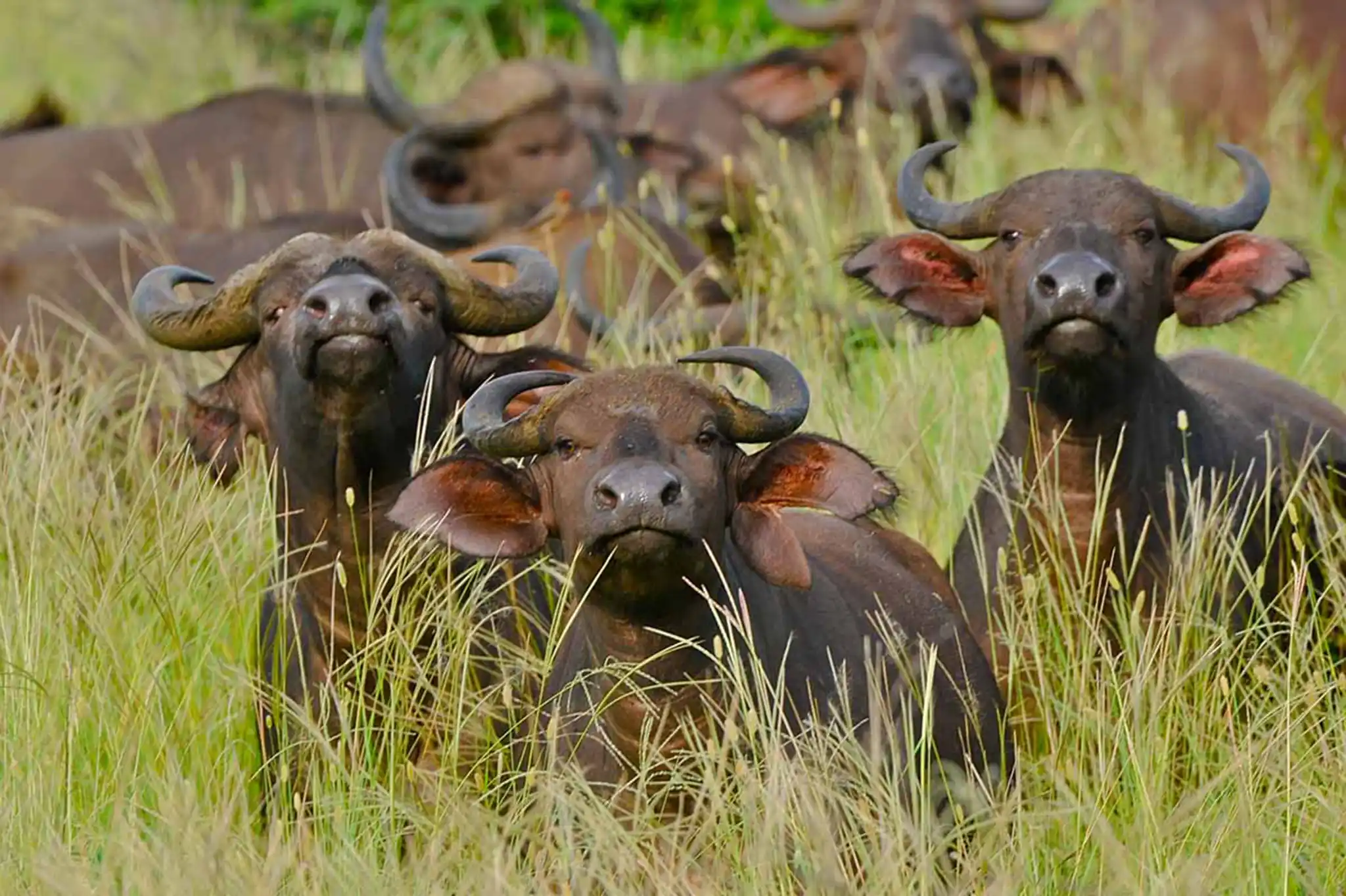 African buffalo herd in tall grassland at Omo National Park, Ethiopia