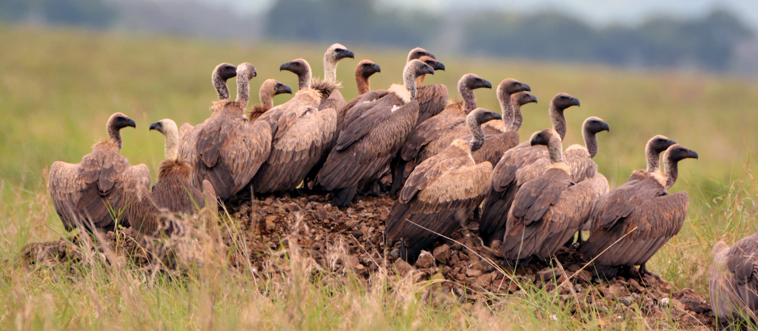 Vultures gathered on a savanna mound in Omo National Park, Ethiopia