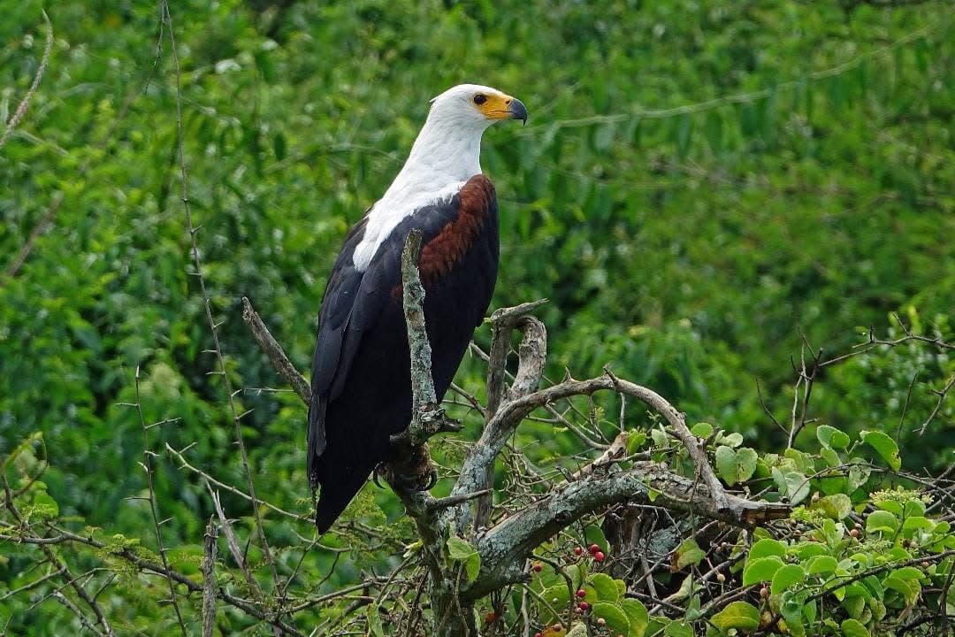 6 Days — Bale Mountains Bird Watching — photo 4