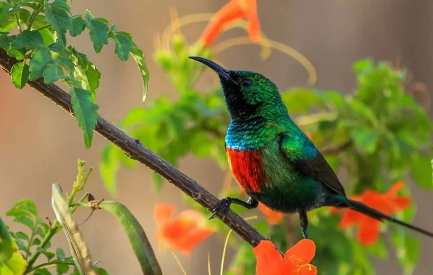 ethiopian-bird-watching