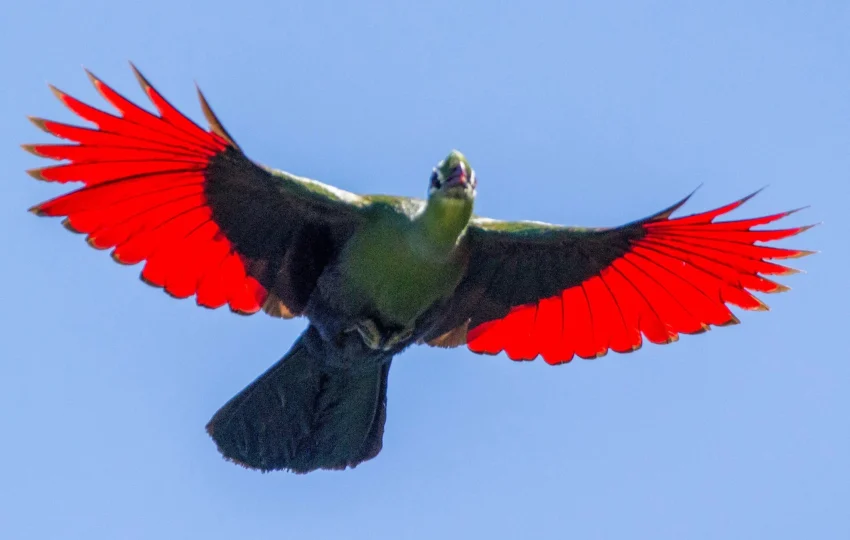 bird-of-ethiopia-1