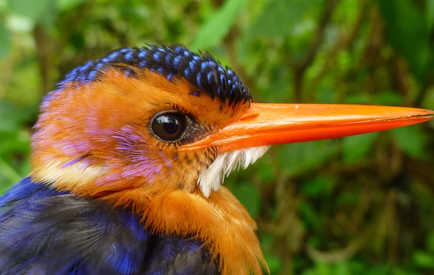bird-of-ethiopia-2