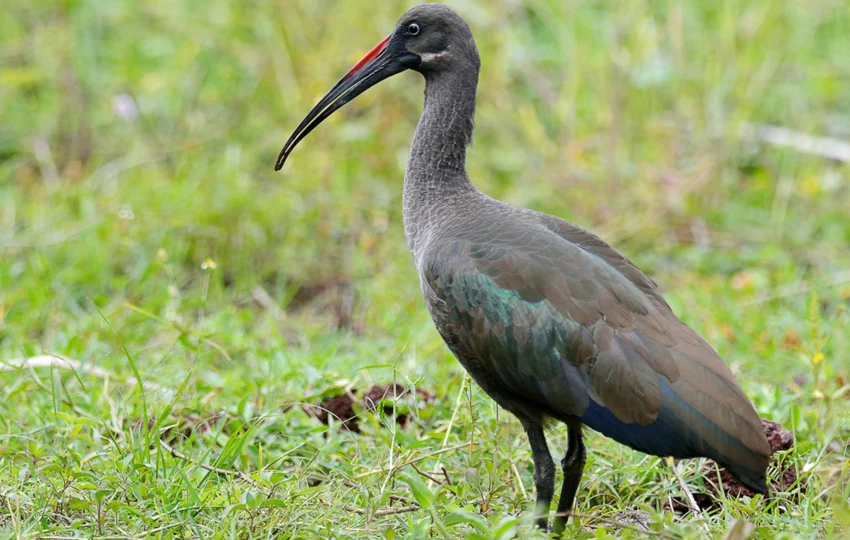 bird-of-ethiopia-3