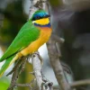 bird-of-ethiopia-4