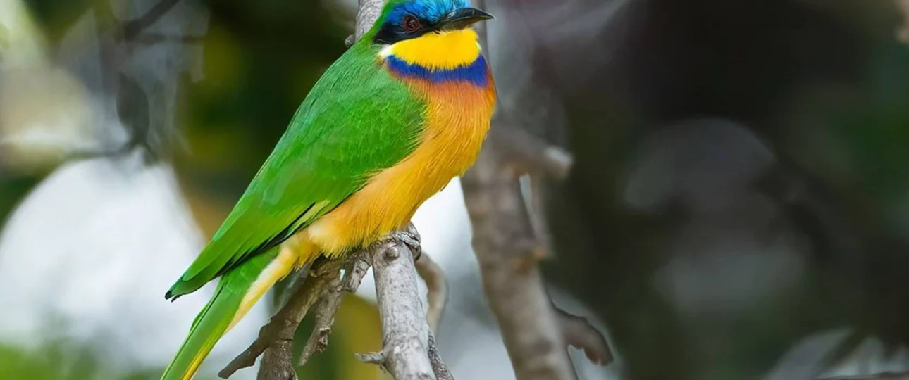 bird-of-ethiopia-4