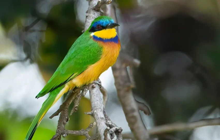 bird-of-ethiopia-4