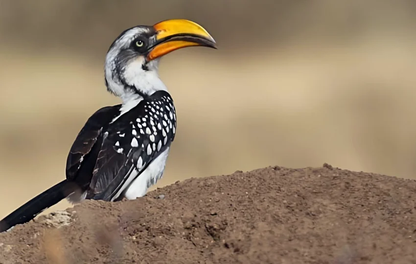 bird-of-ethiopia-5