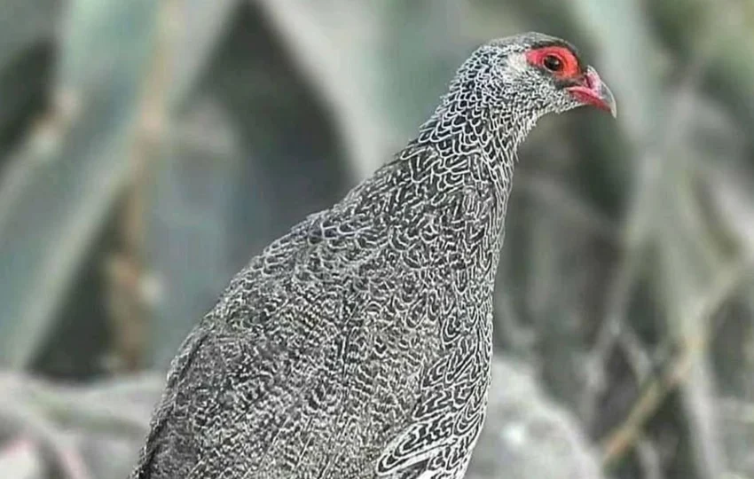 bird-of-ethiopia-6
