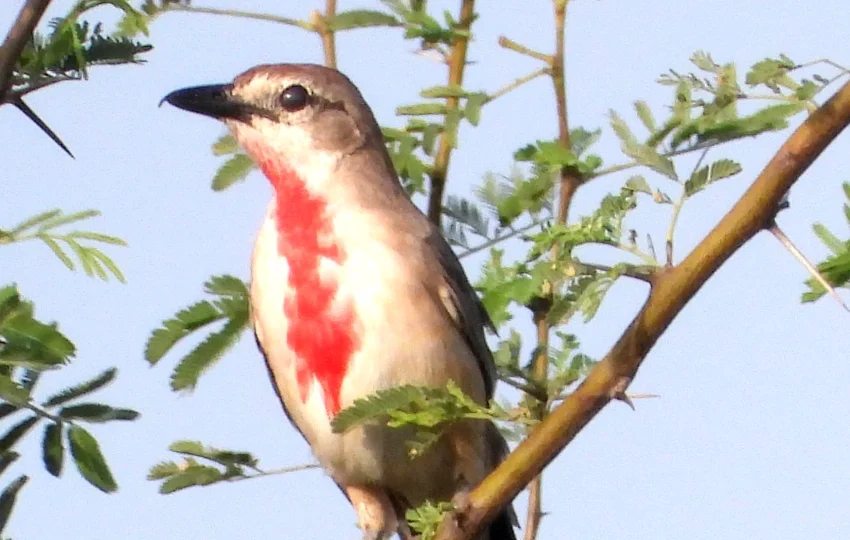 bird-of-ethiopia-7