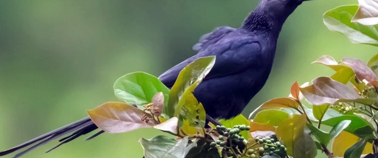 bird-of-ethiopia-8