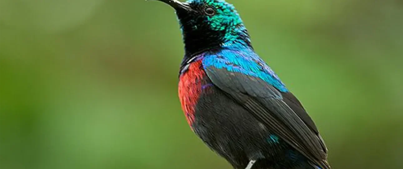 Birds of awash