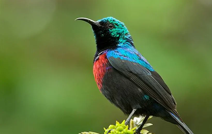 10 Days Birding Watching Tour