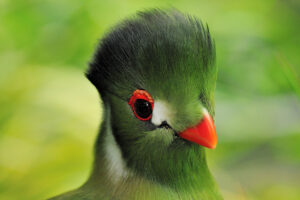 Gallery Thumbnail 6